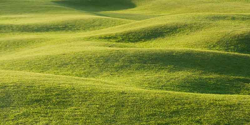 a person standing on a lush green field