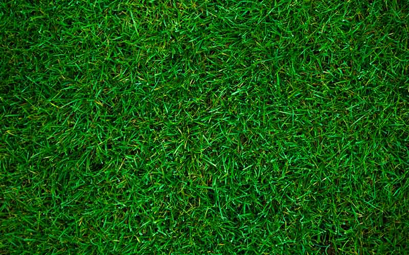 a close up of a green field
