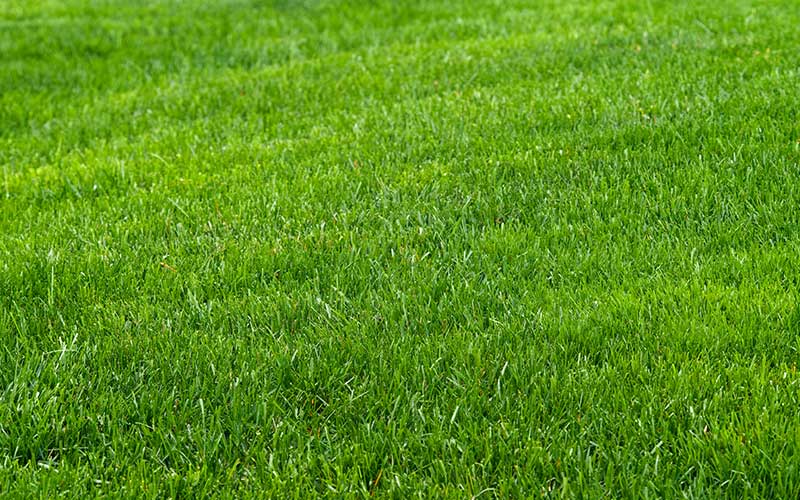 a little boy in a green field