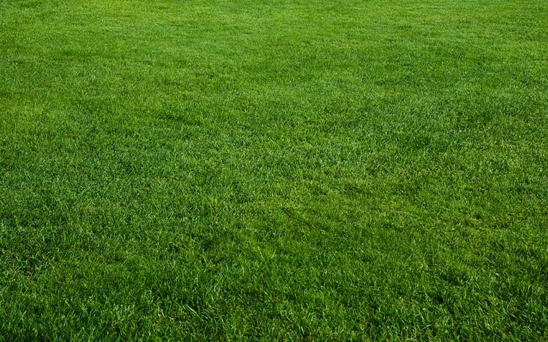a close up of a green field