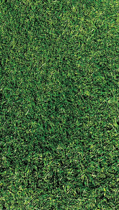 a close up of a green field