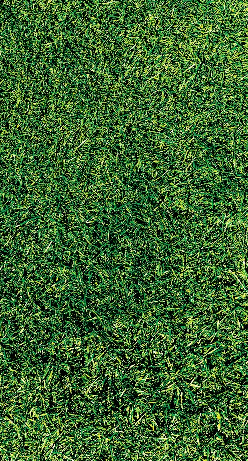 a close up of a green field a close up of a green field