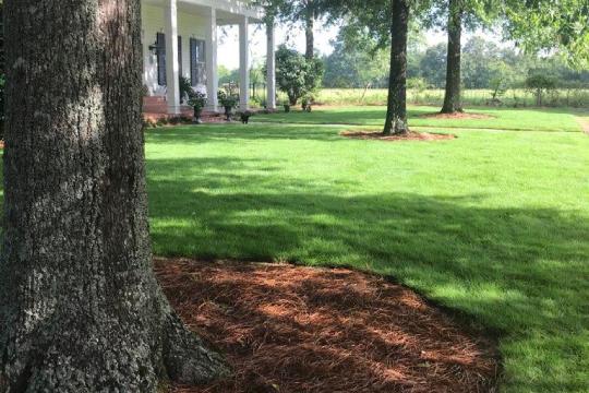 a tree in a park
